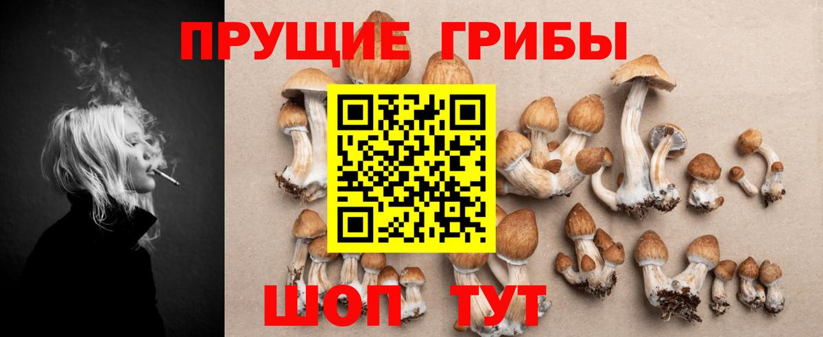 Псилоцибиновые грибы Cubensis Междуреченск